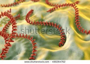 stock-photo-leptospira-spiral-bacteria-which-cause-leptospirosis-d-illustration-490264762